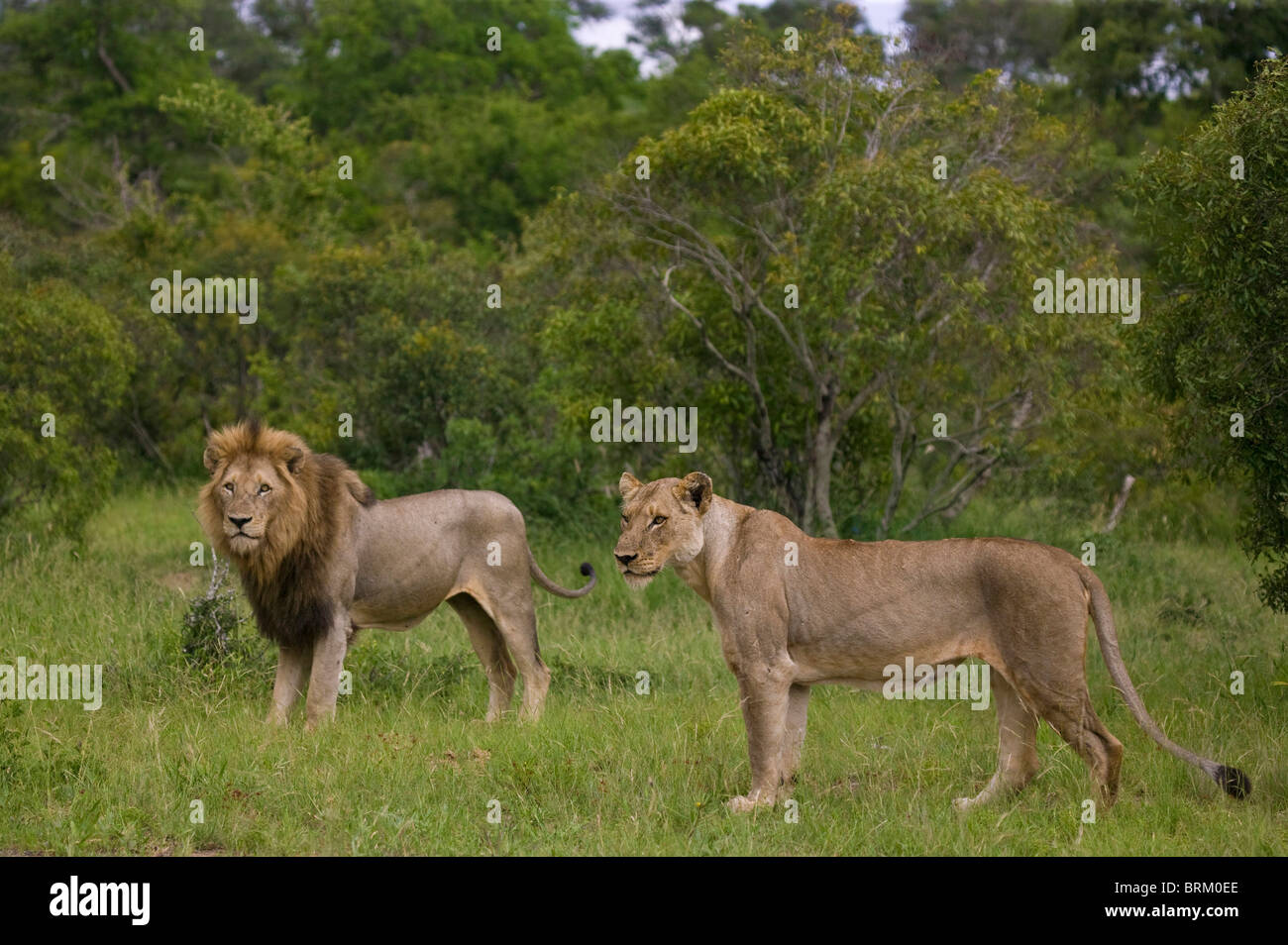 Un par de apareamiento de leones de pie en medio de una densa sabana arbolada busca alert Foto de stock