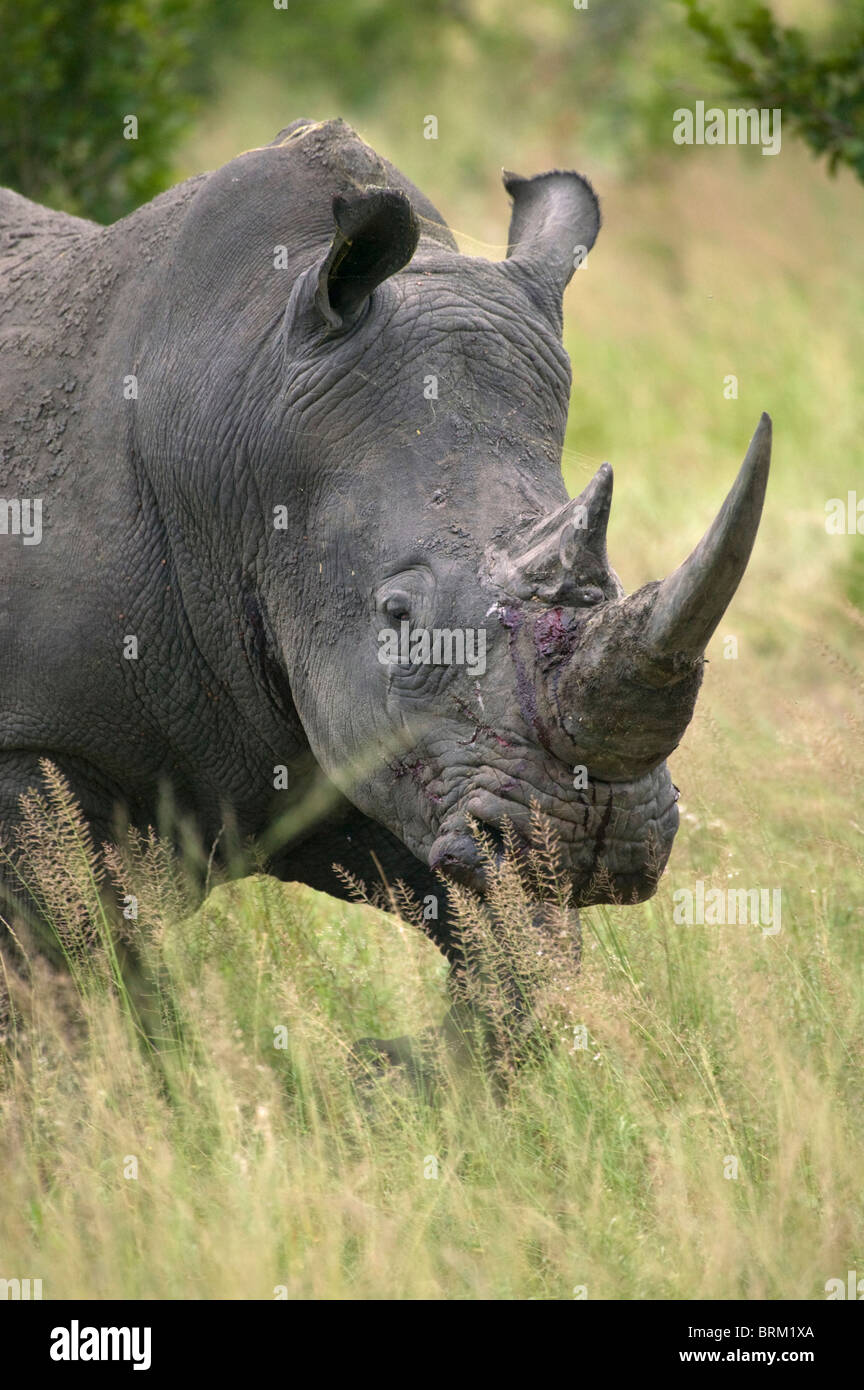 Un adulto rhino con una herida en su cara después de pelear con otro toro Foto de stock