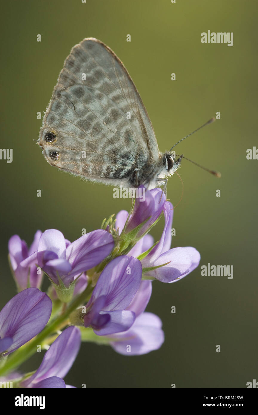 Lang Short-tailed mariposa azul (Leptotes pirithous) en la flor de la alfalfa (Medicago sativa) Foto de stock