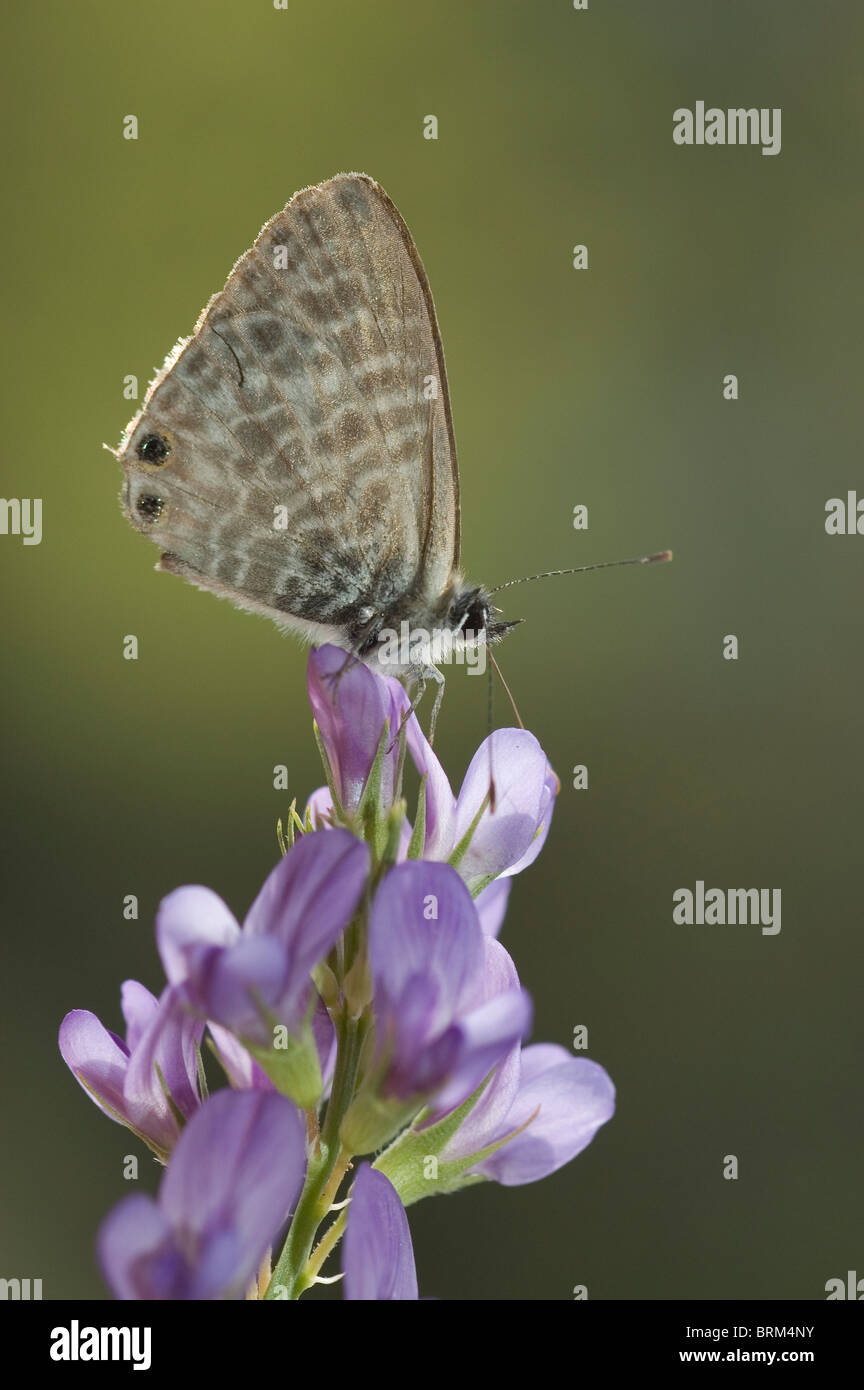 Lang Short-tailed mariposa azul (Leptotes pirithous) en la flor de la alfalfa (Medicago sativa) Foto de stock