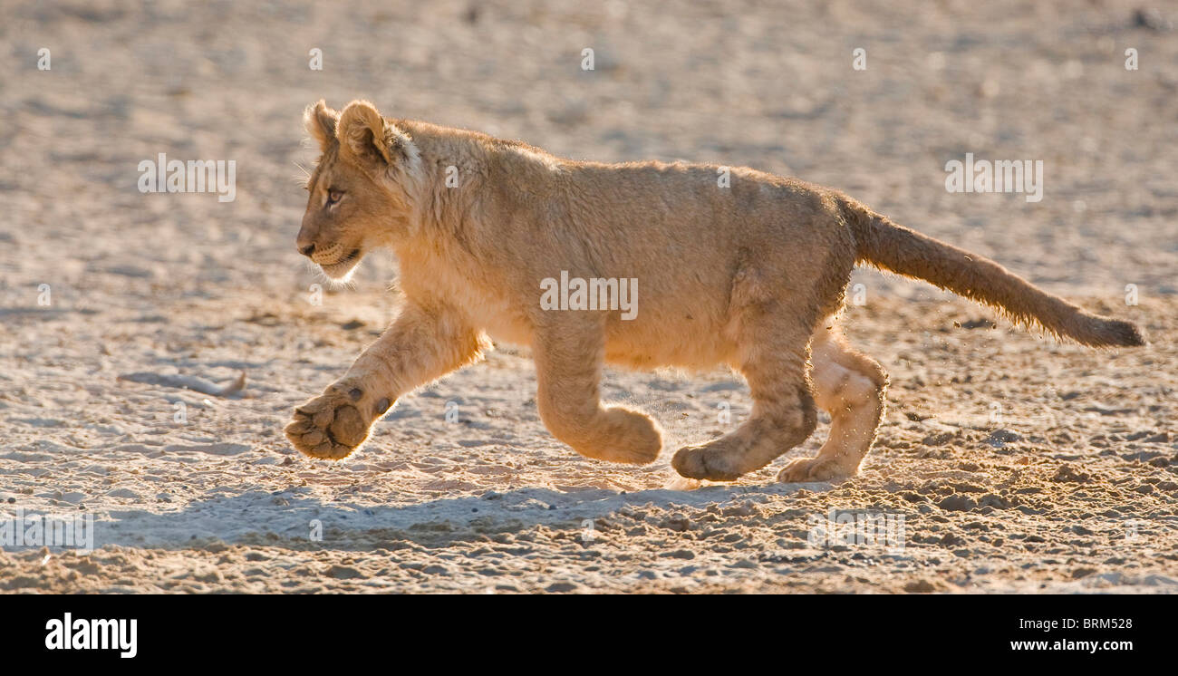 Cachorro de león corriendo Foto de stock