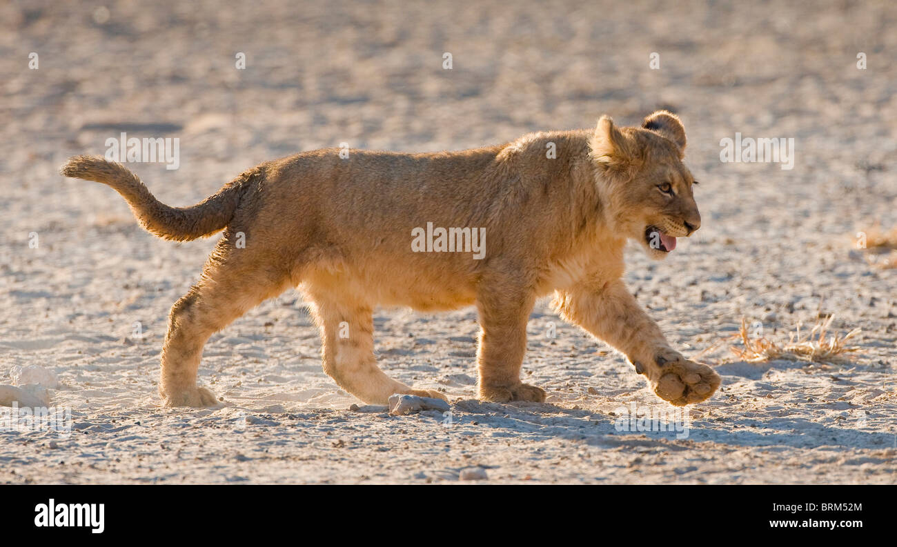 Cachorro de león caminando Foto de stock