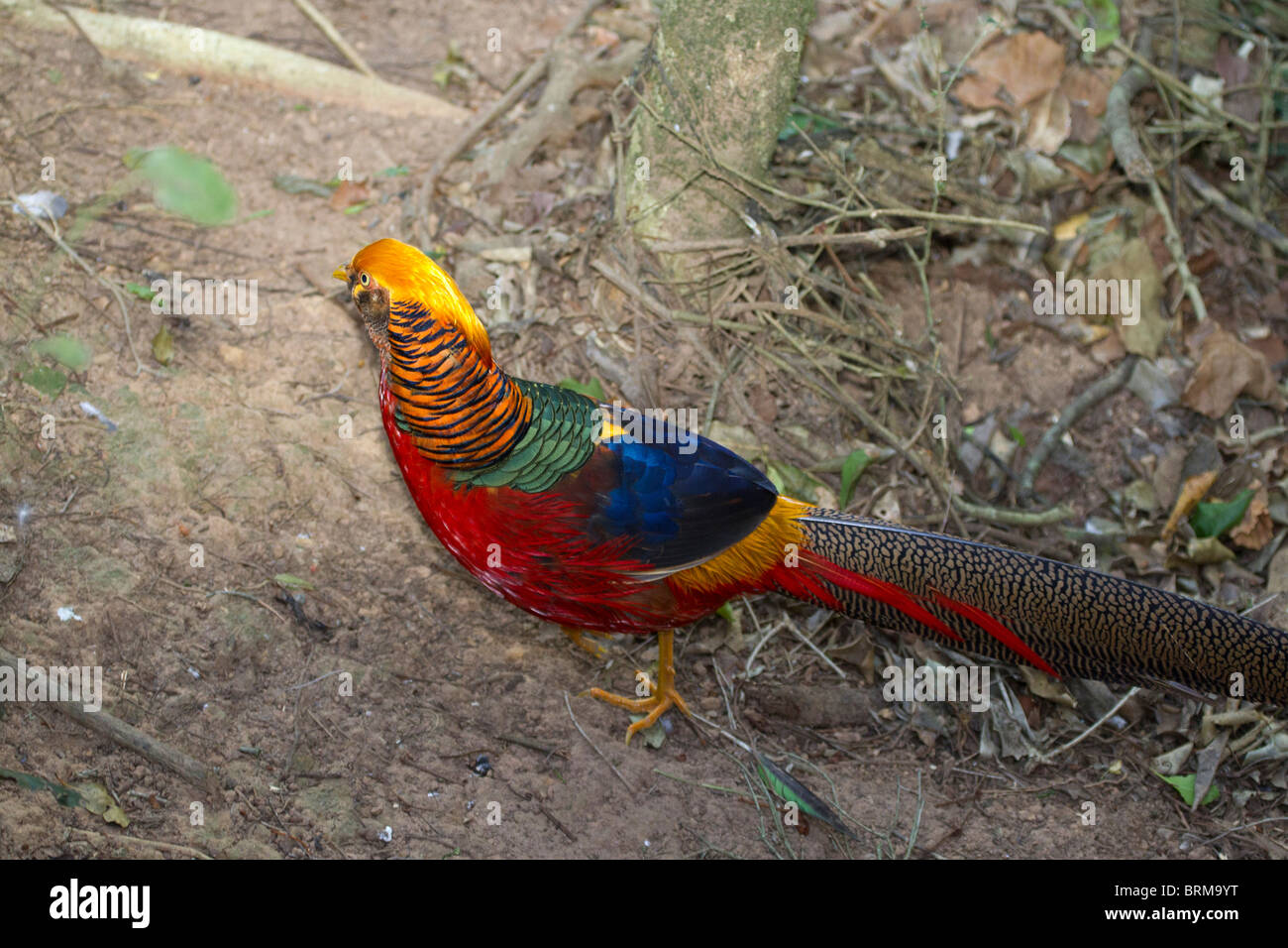 Faisan Corriendo Fotos E Imagenes De Stock Alamy Faisan Corriendo Fotos E Imagenes De Stock Alamy