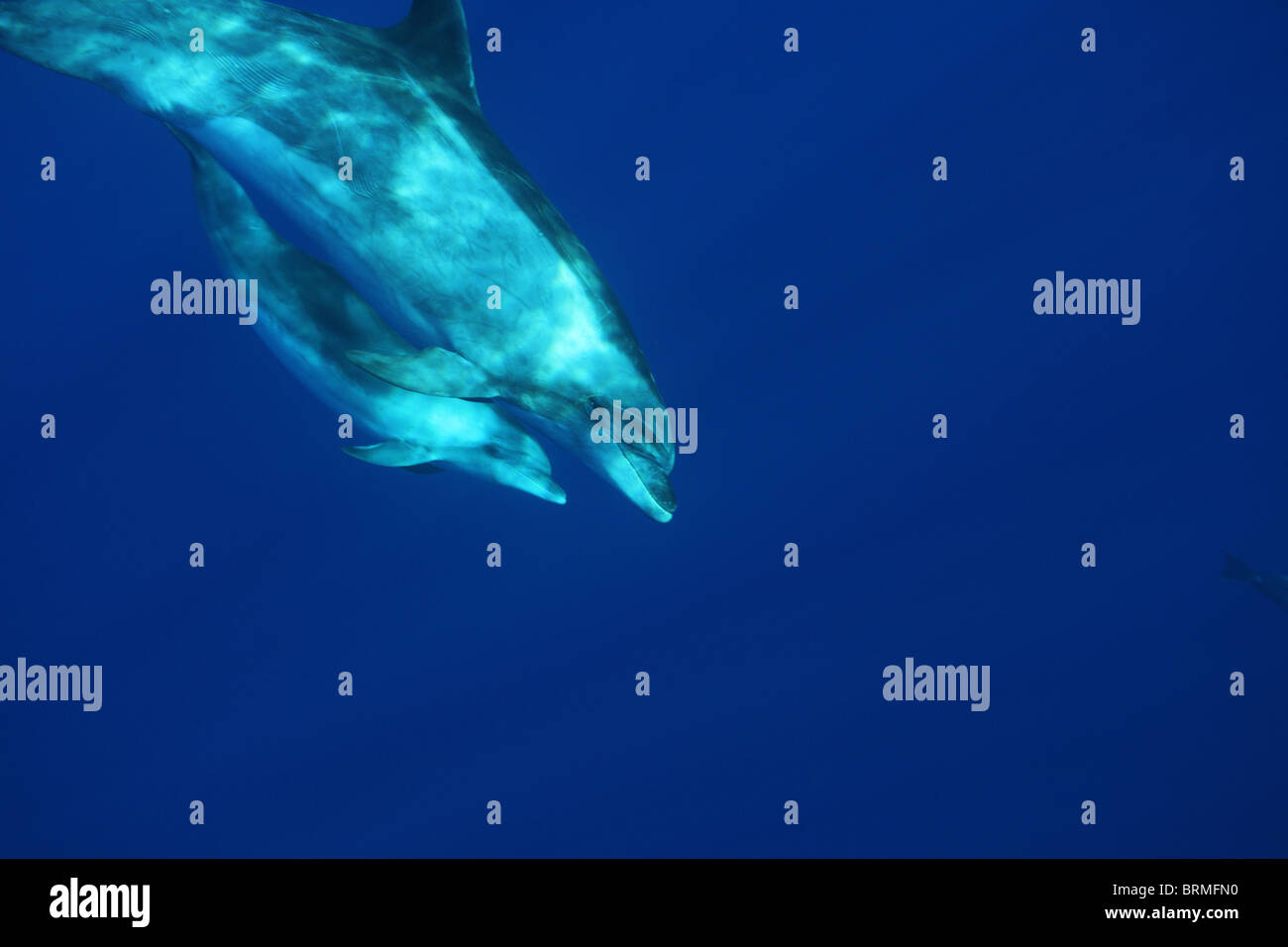 La maternidad, la maternidad: la madre y el ternero delfines mulares en el mar abierto de la isla de Madeira, avistamiento de delfines Foto de stock