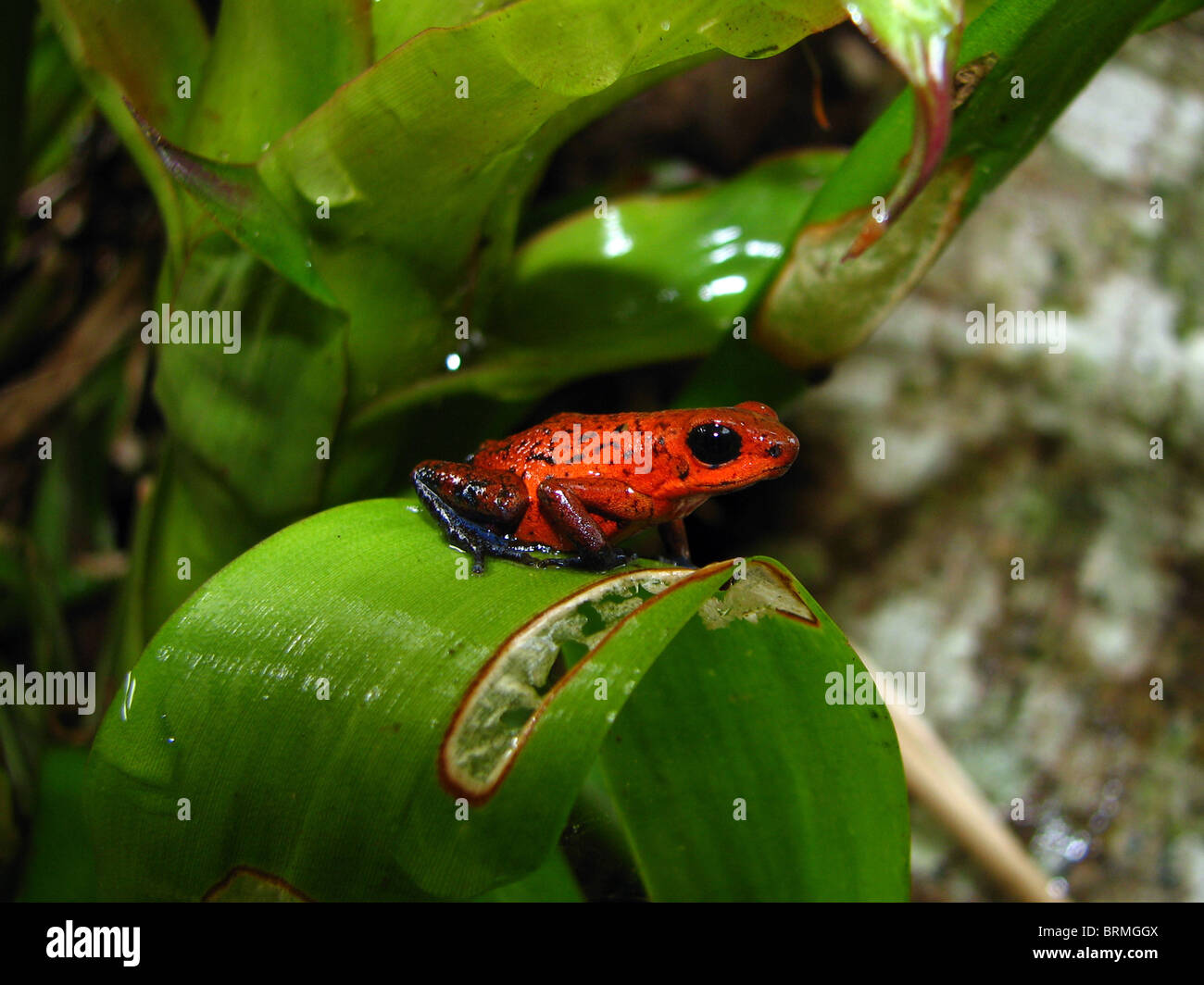 Strawberry Poison Dart Frog sentado en hoja en Costa Rica Foto de stock