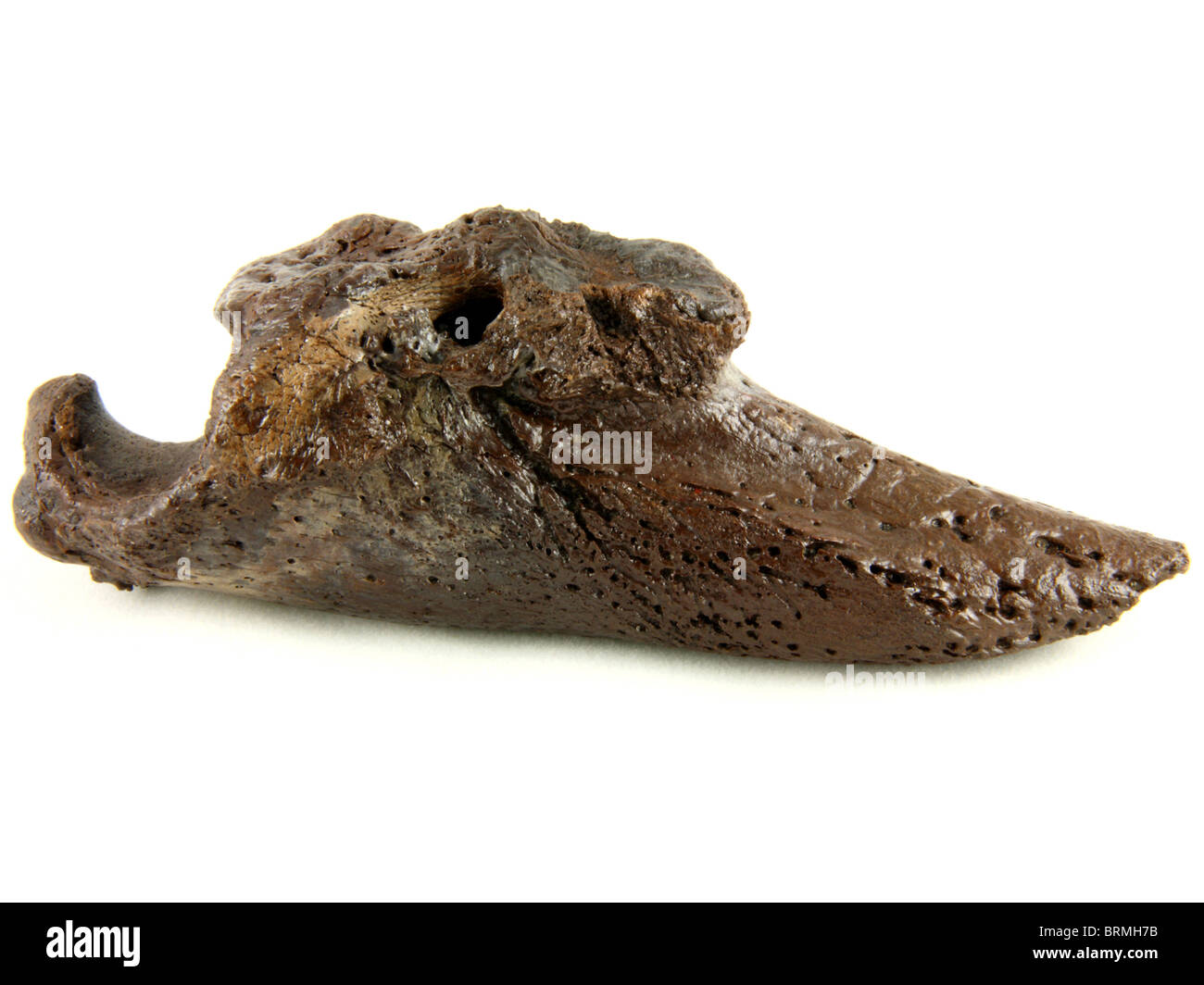 Paramylodon harlani garra (núcleo de la extinta Harlan's Ground Sloth) 1 millones de años de antigüedad recogidos desde el río Steinhatchee Foto de stock