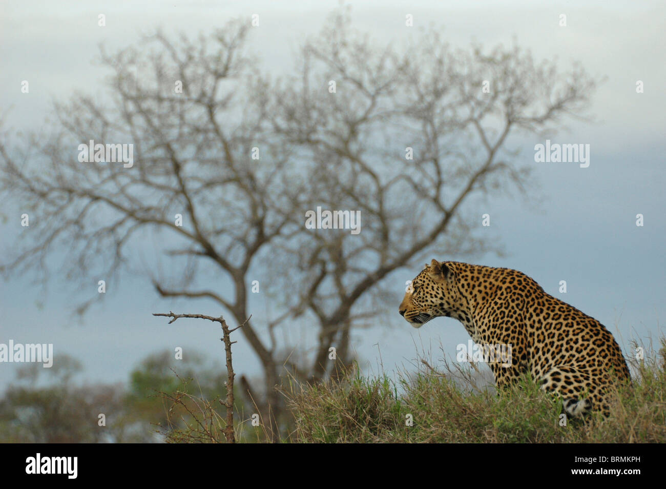 Vista panorámica de un leopardo mirando fijamente hacia adelante Foto de stock