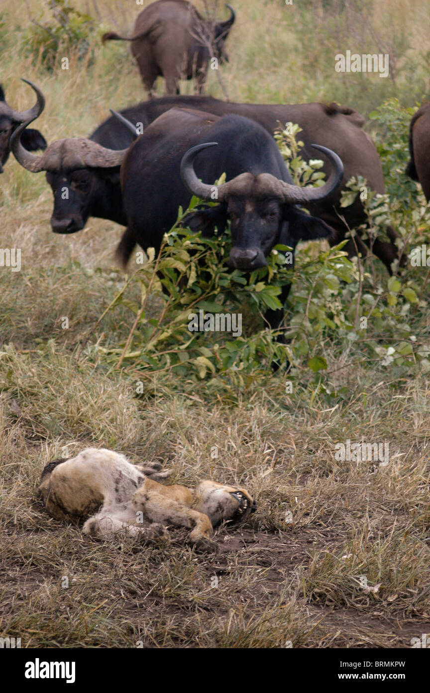 Buffalo rodeando a un león muerto Foto de stock
