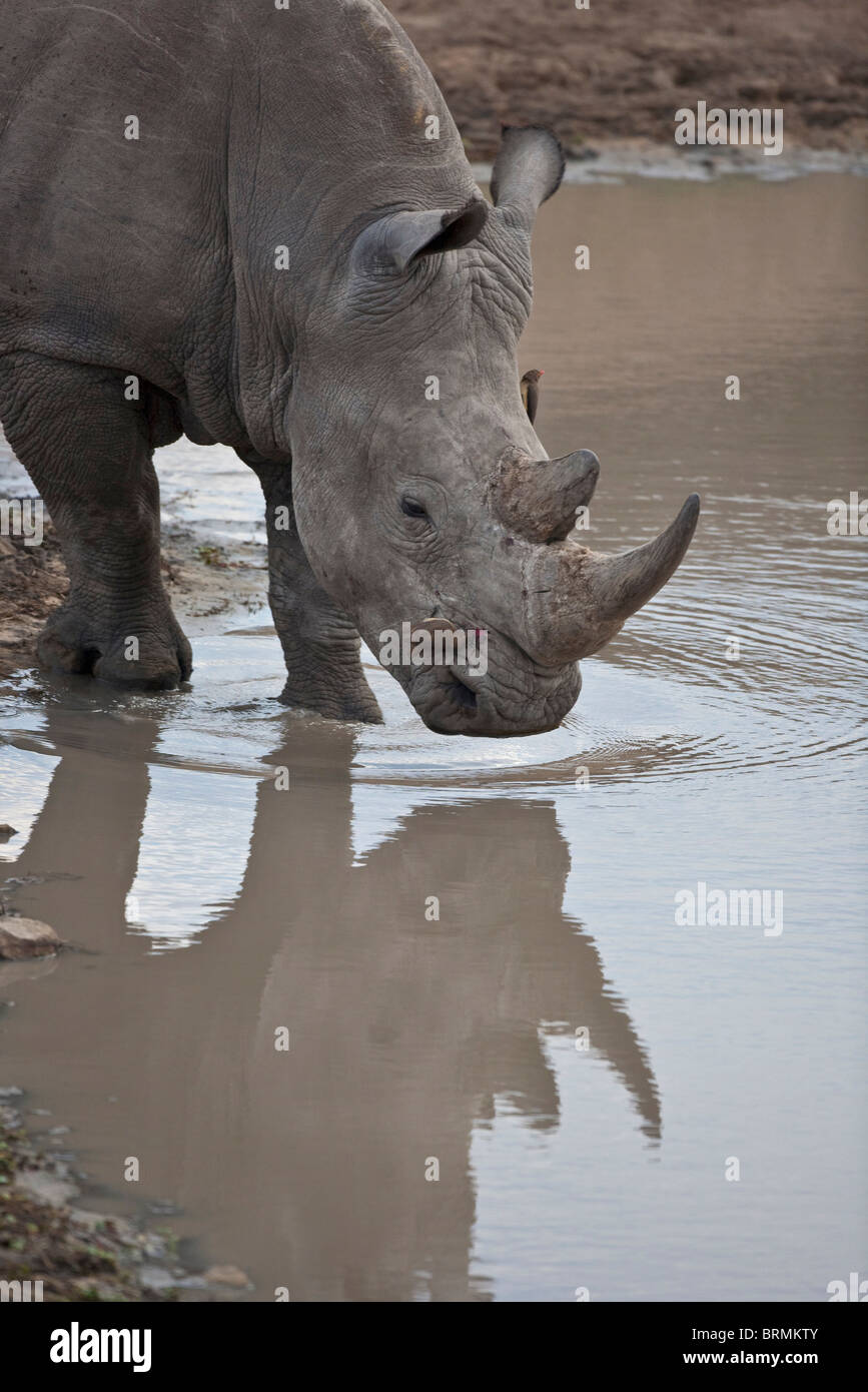 Retrato de un rinoceronte blanco bull en un abrevadero Foto de stock