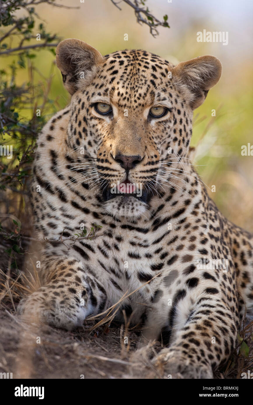 Retrato frontal de un leopardo macho Foto de stock