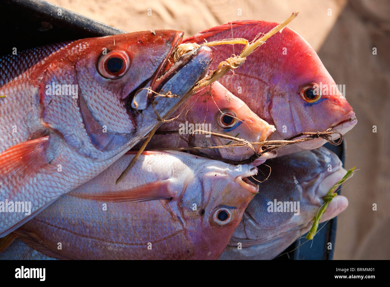 Un manojo de pescado fresco - la pesca del día Foto de stock