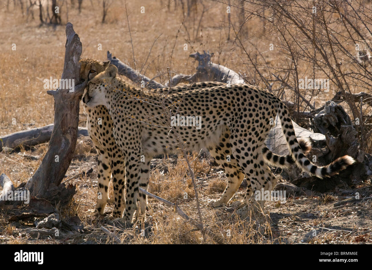 Dos hombres cheetah olfateando un registro de marcas olfativas Foto de stock