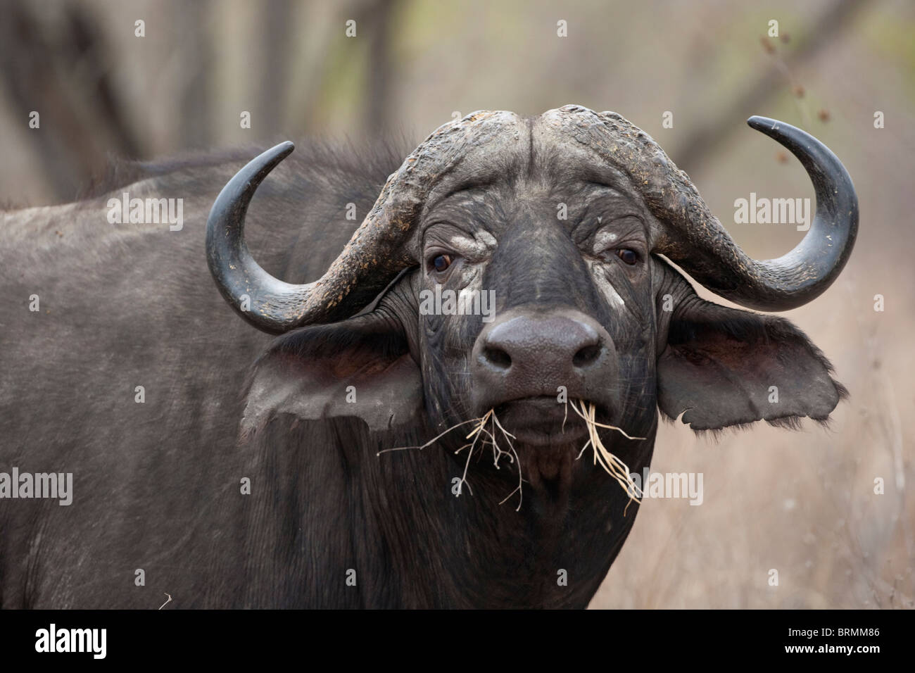 Retrato de un macho de búfalo con aseado, pequeños cuernos simétrica con un bocado de pasto seco Foto de stock