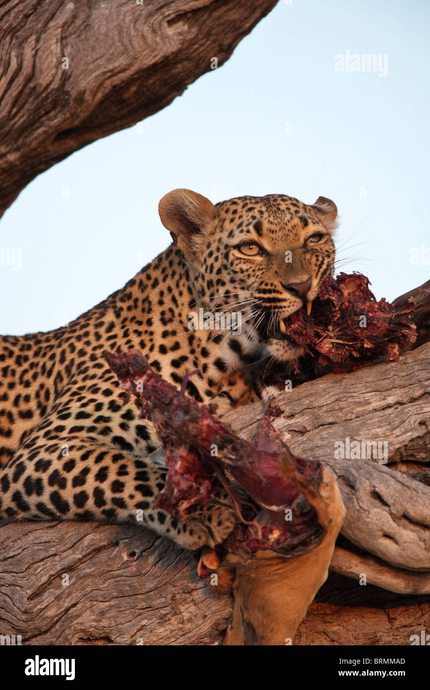 Apretado retrato de un leopardo hembra alimentándose en un kill izada en un árbol Foto de stock