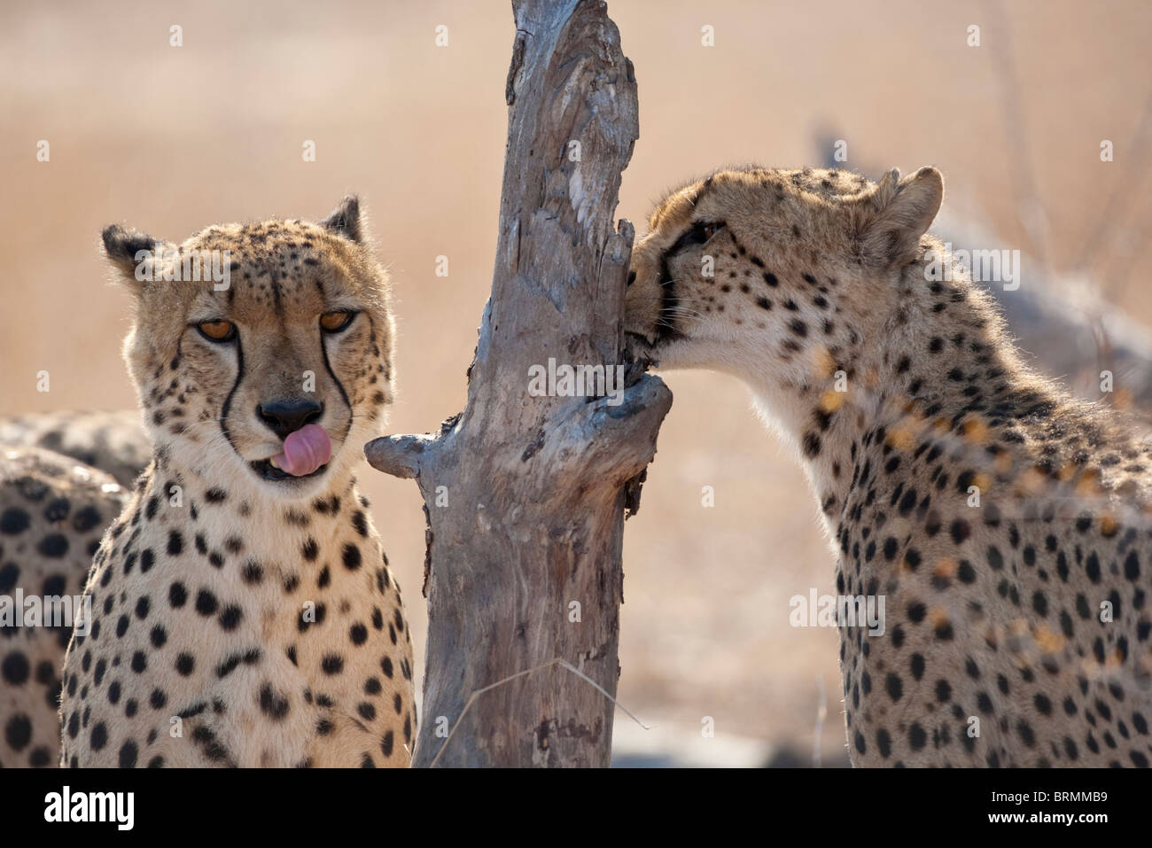 Retrato de dos hombres apretados cheetah olfateando un registro de marcas olfativas Foto de stock