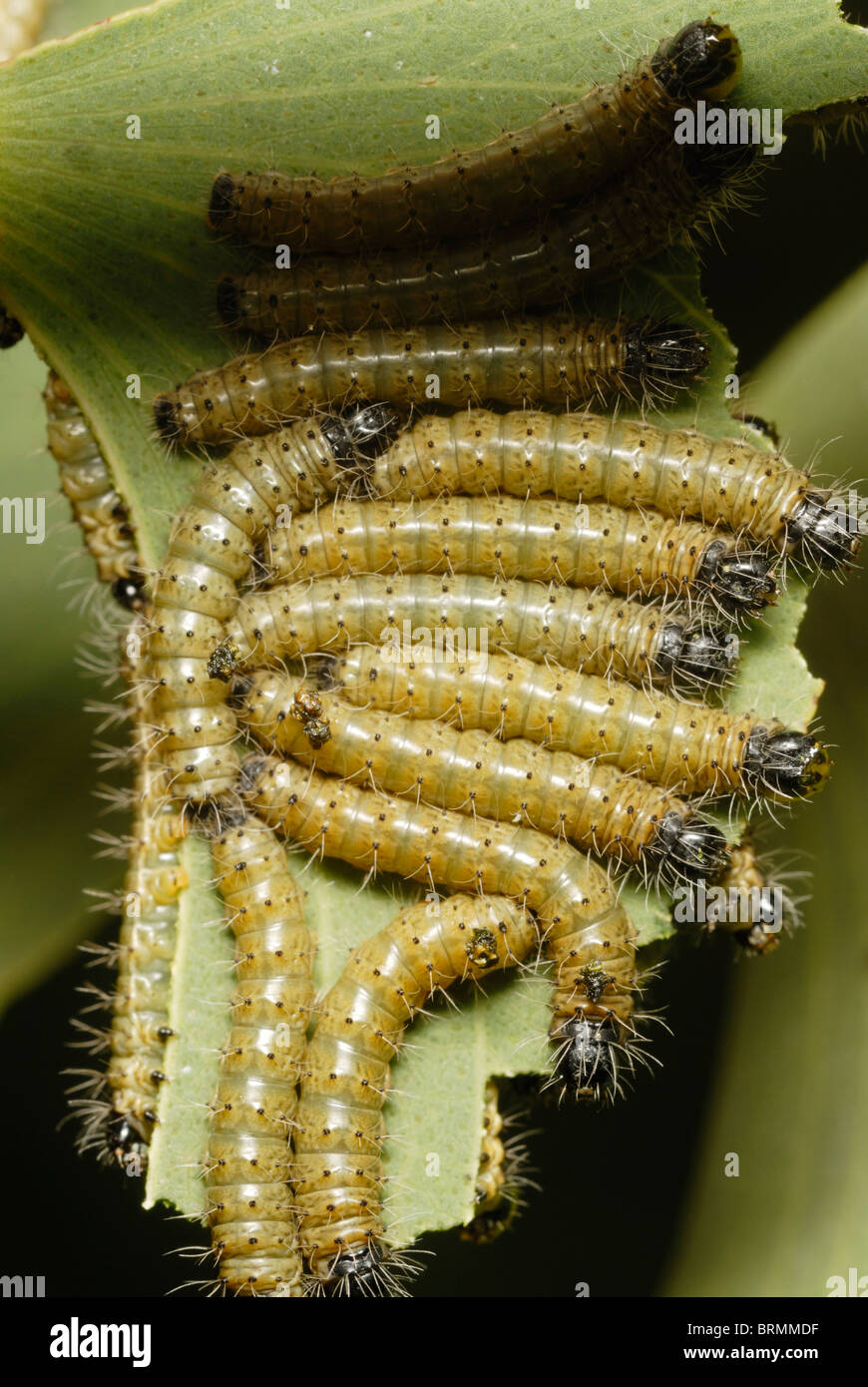 Los gusanos Mopane amarilla jóvenes alimentándose de una hoja mopane Foto de stock