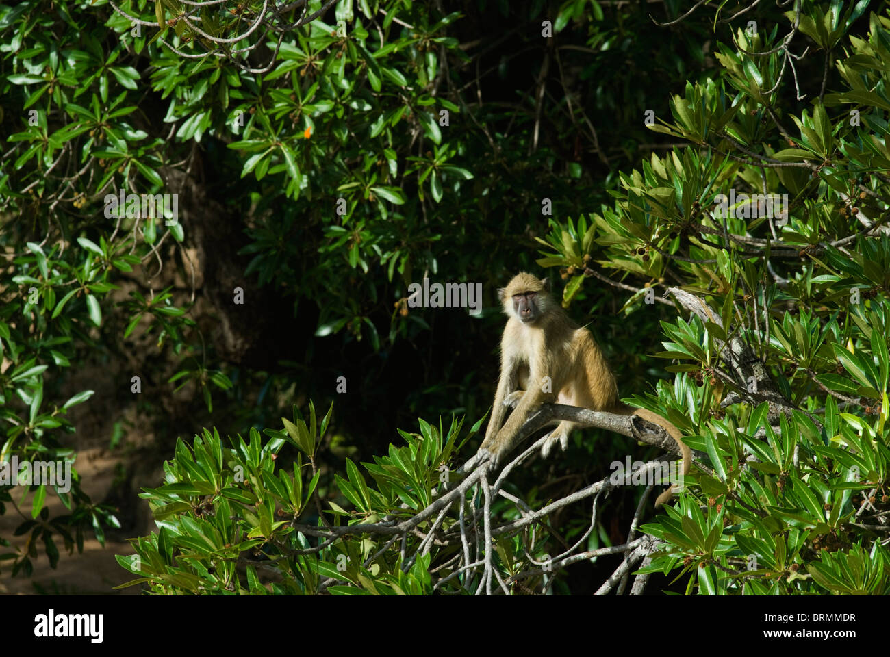 Babuino amarillo sentado en la rama de un árbol Foto de stock