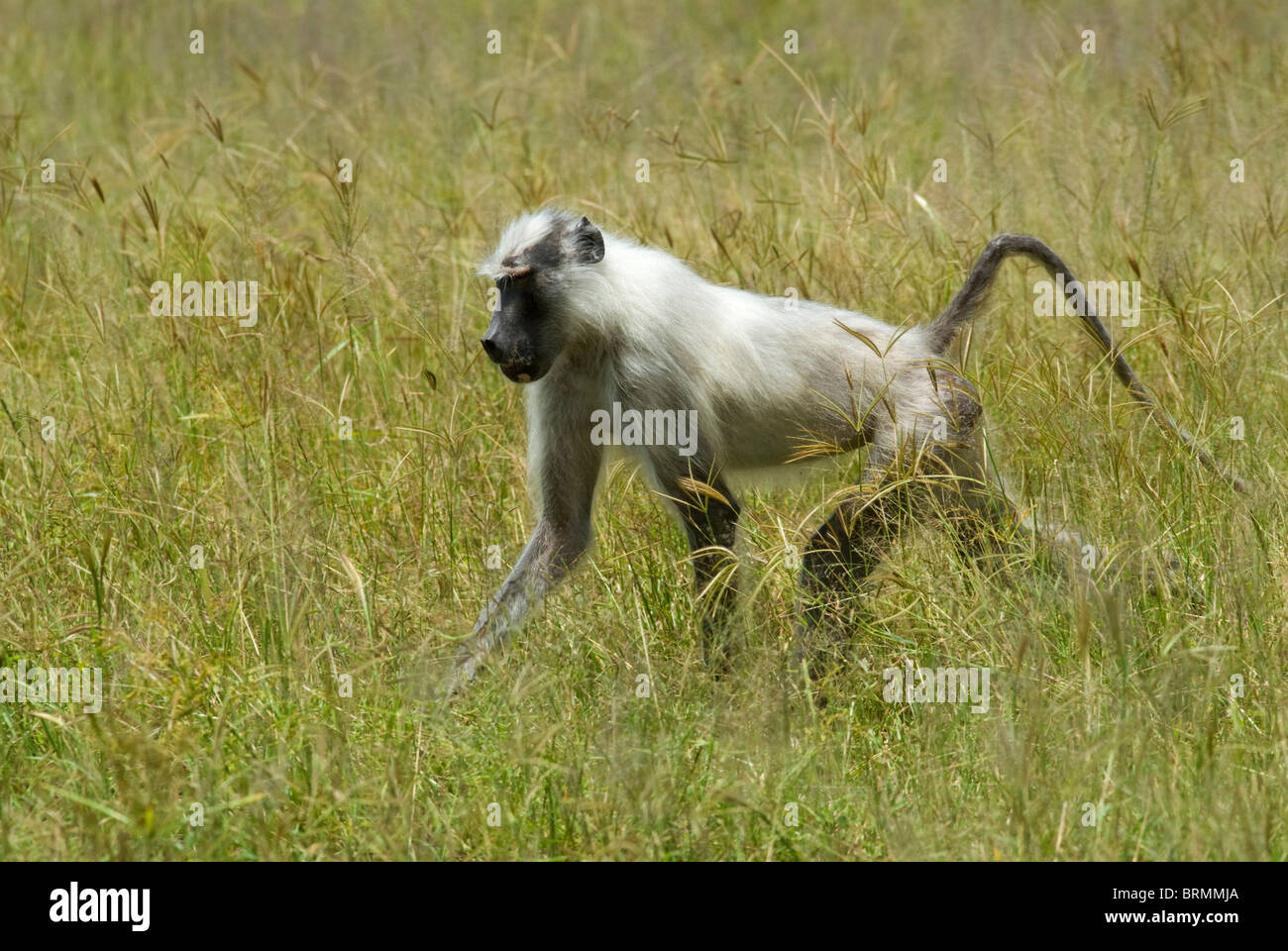 Un albino babuino amarillo caminar a través de la hierba alta. Foto de stock