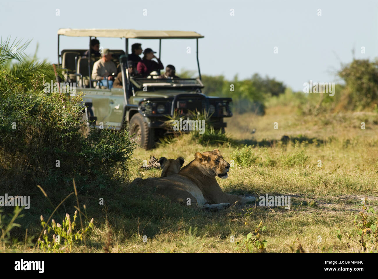 León acostado en la sombra y un vehículo de safari con los turistas. Foto de stock