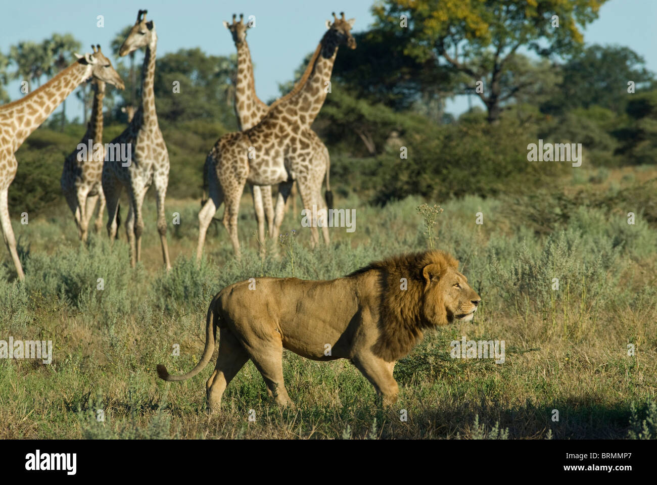 León macho caminando por una manada de jirafas Foto de stock