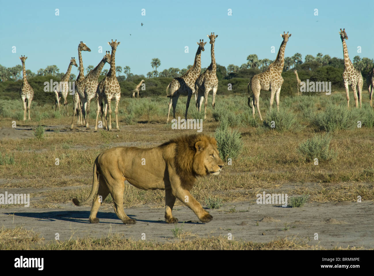 León macho caminando por una manada de jirafas Foto de stock