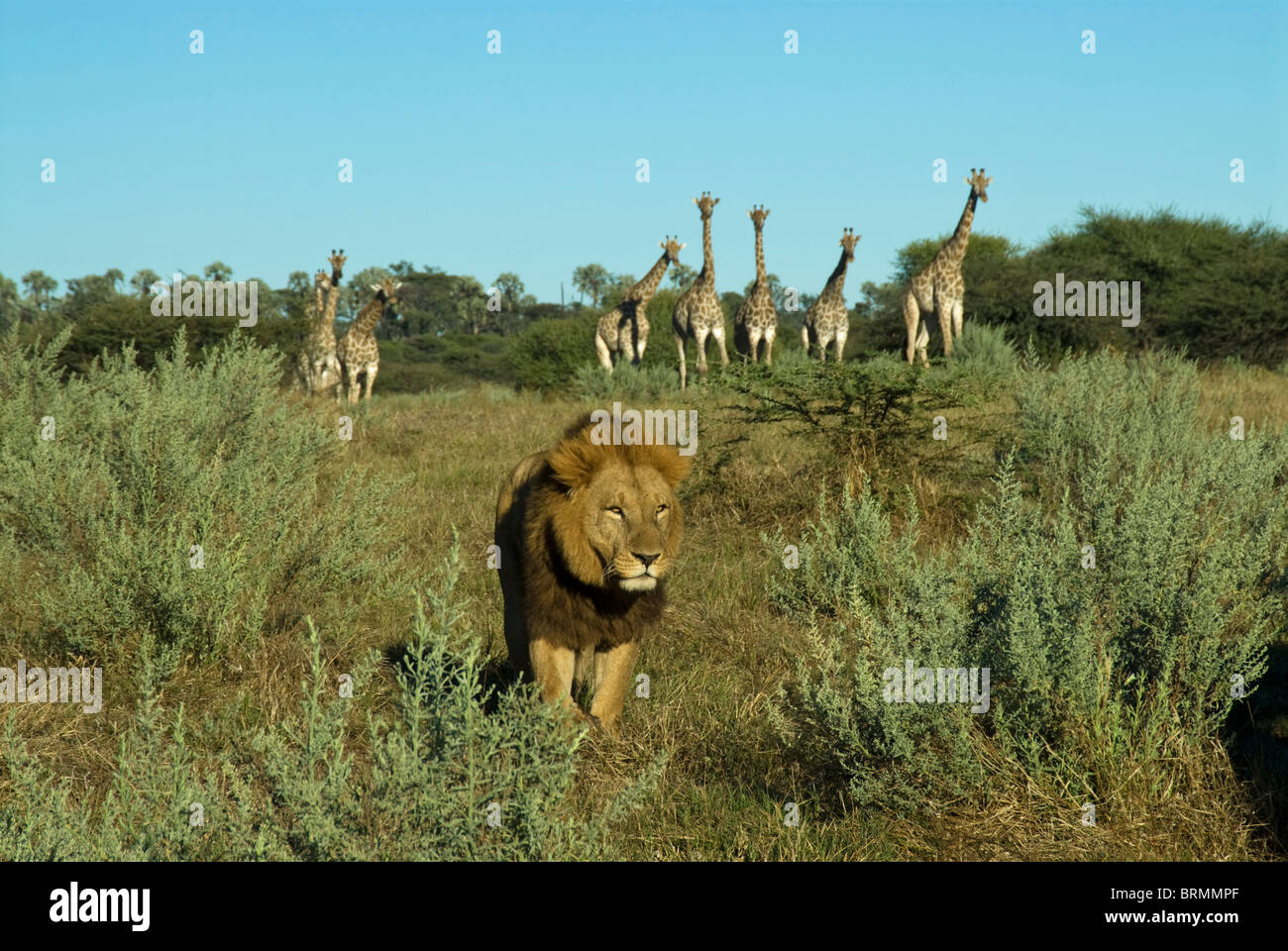 León macho caminando con una manada de jirafas en el fondo Foto de stock