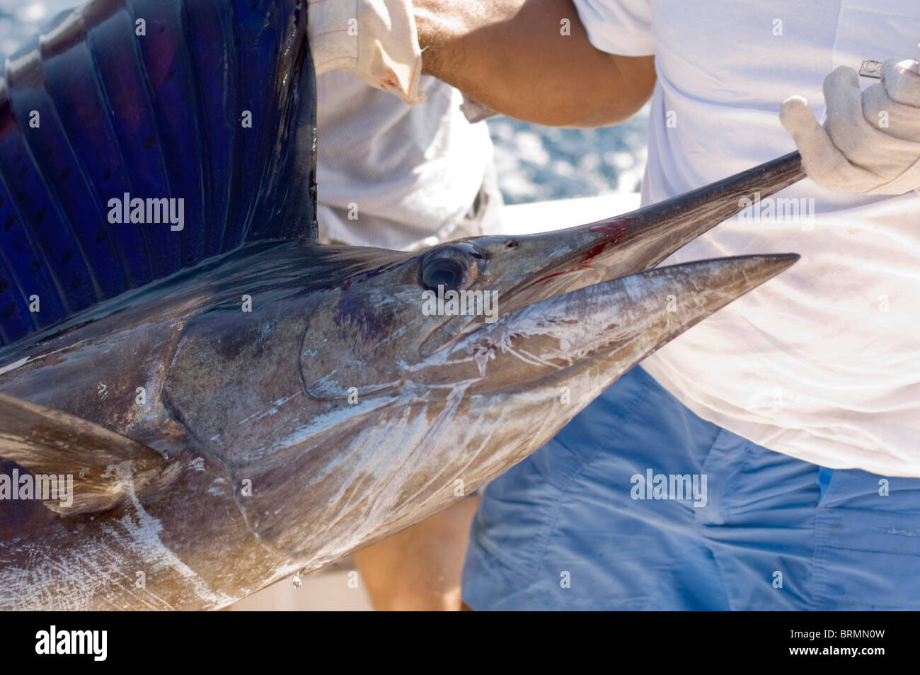 Retrato de un aterrizó el pez vela celebrado por un pescador Foto de stock