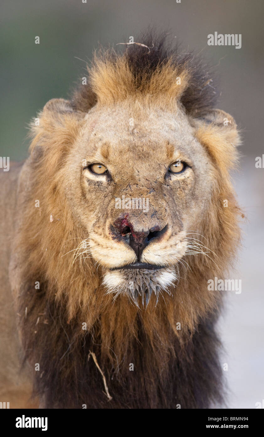Retrato de un león macho con una herida en la nariz Foto de stock