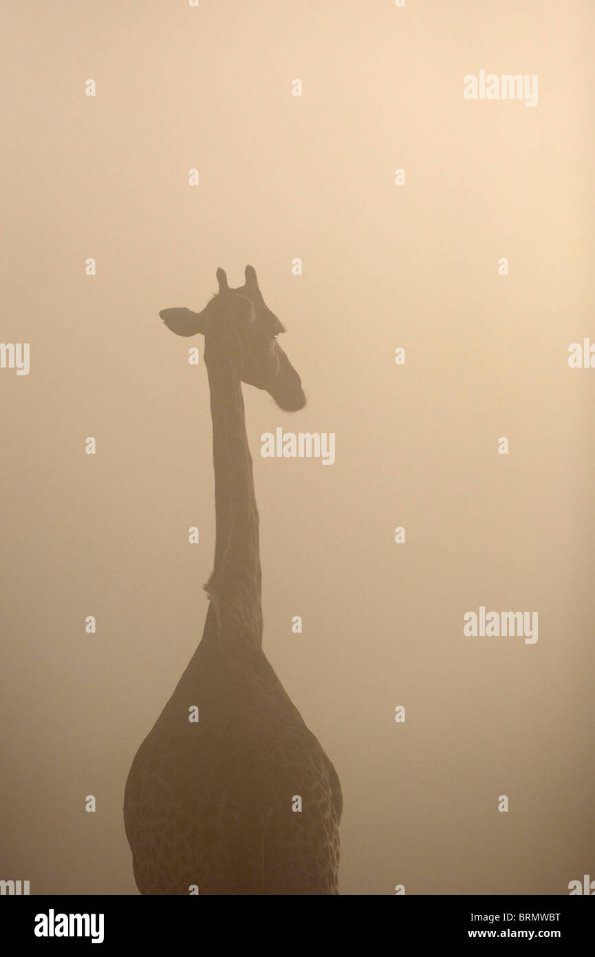 Giraffe silueteado en un misty mañana Foto de stock