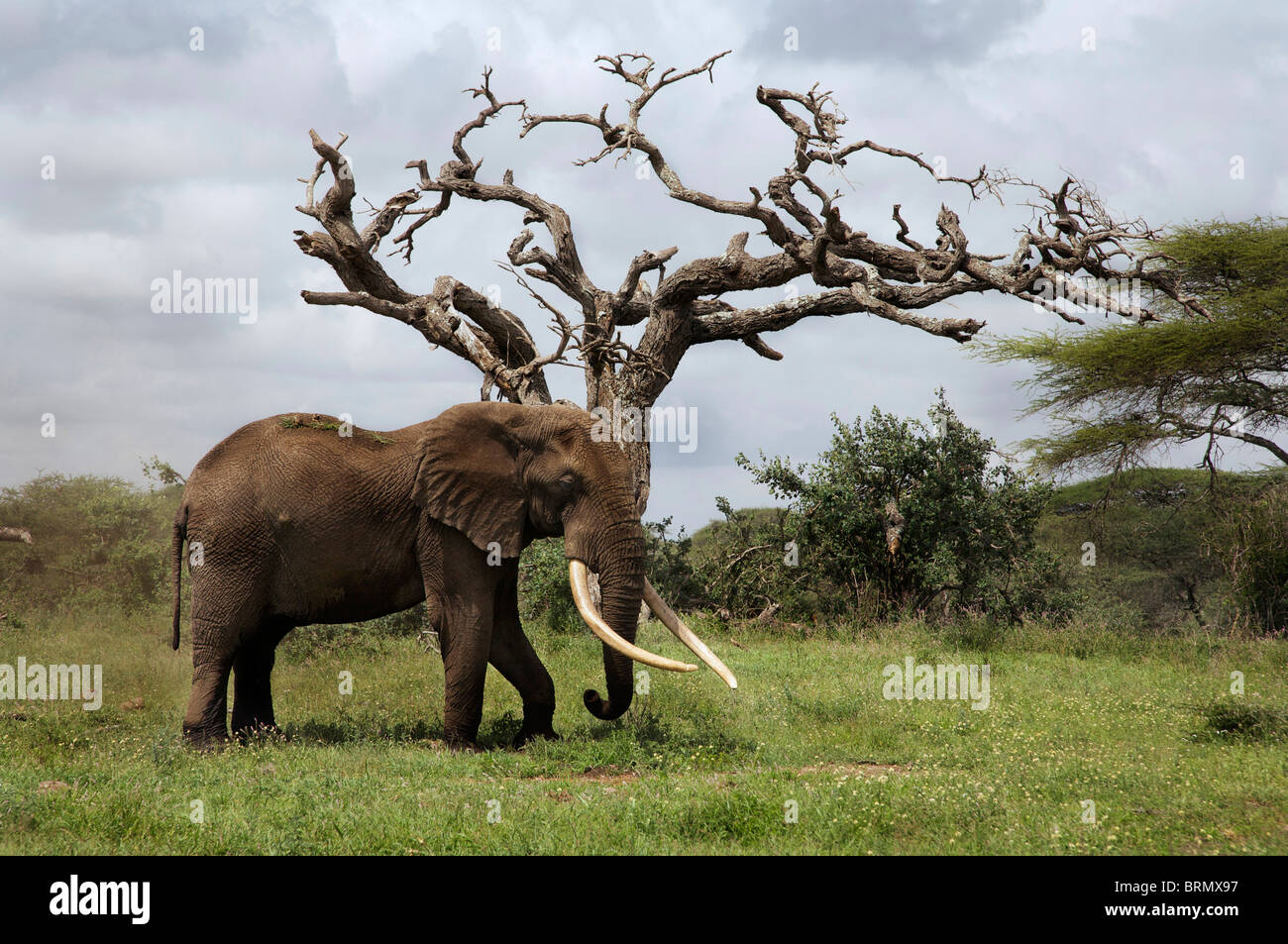 Gran elefante (Loxodonta africana) tusker parado delante de un árbol seco en Ol Donyo AR Foto de stock