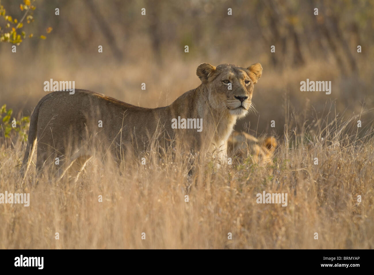 Un león de pie en una pradera en seco mirando fijamente hacia adelante Foto de stock