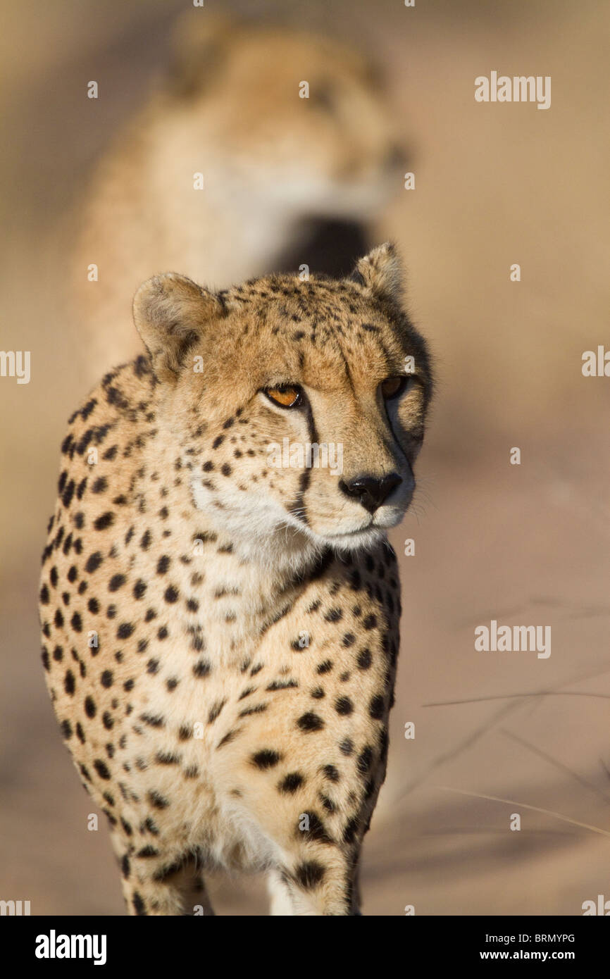 Vista frontal de dos cheetah en movimiento Foto de stock
