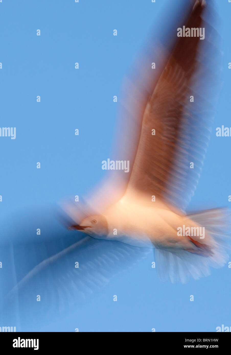 Gaviota de cabeza gris con sus alas extendidas en vuelo Foto de stock
