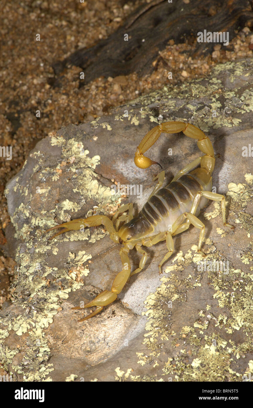 Escorpión peludo gigante Foto de stock