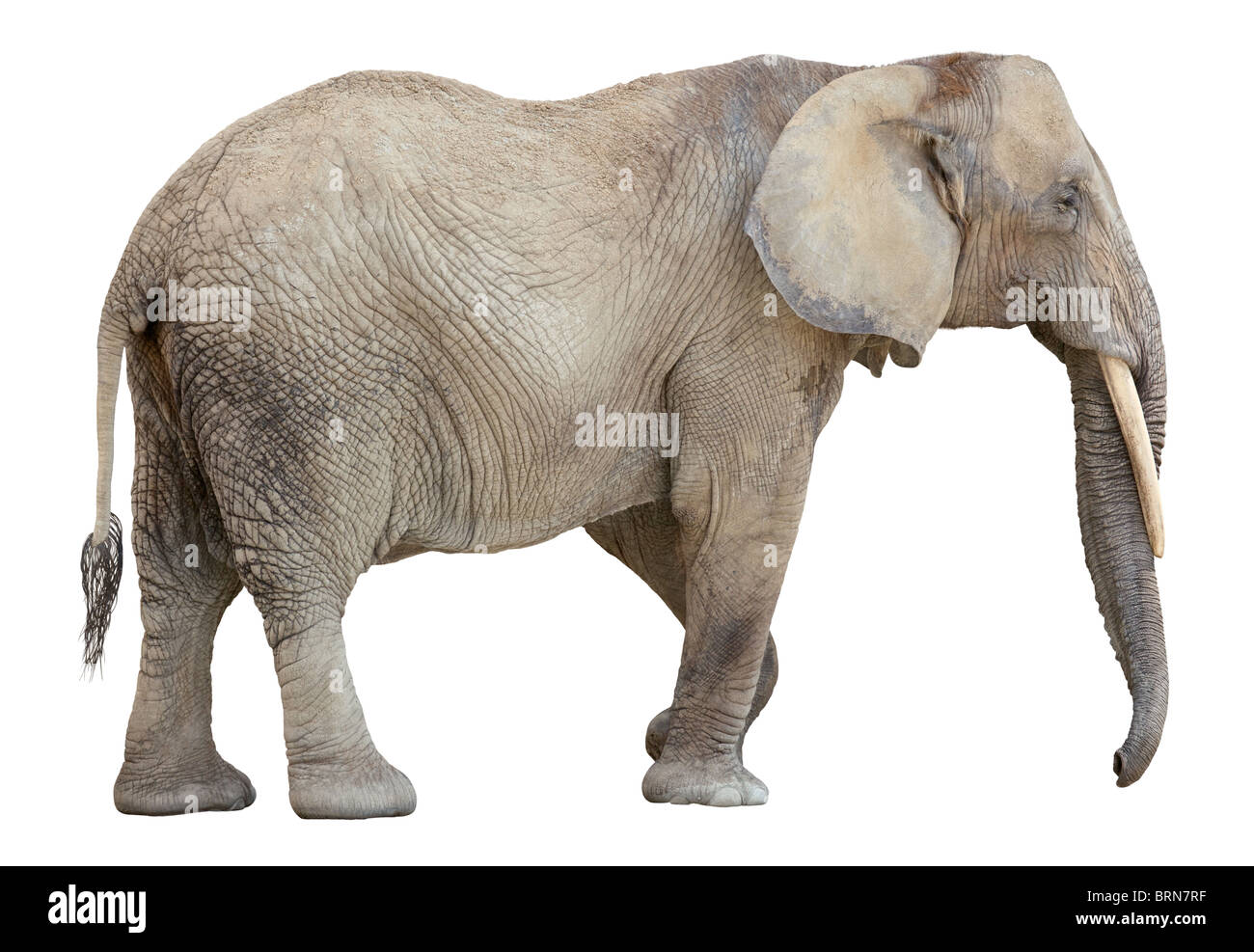 Elefante africano aislado sobre fondo blanco. Foto de stock