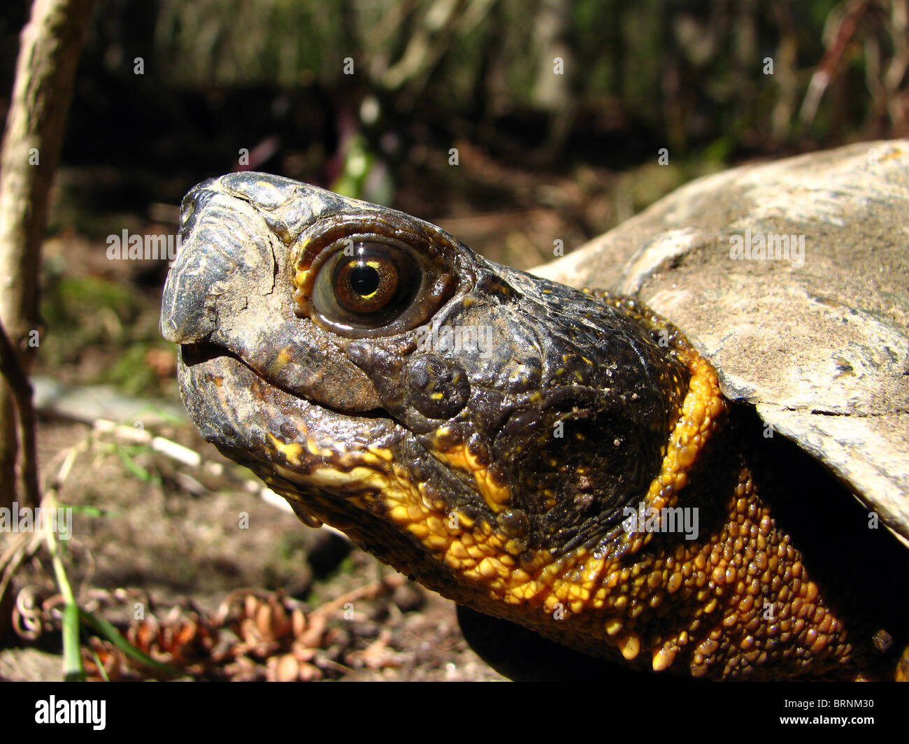 North American Wood Turtle (Glyptemys insculpta) Foto de stock