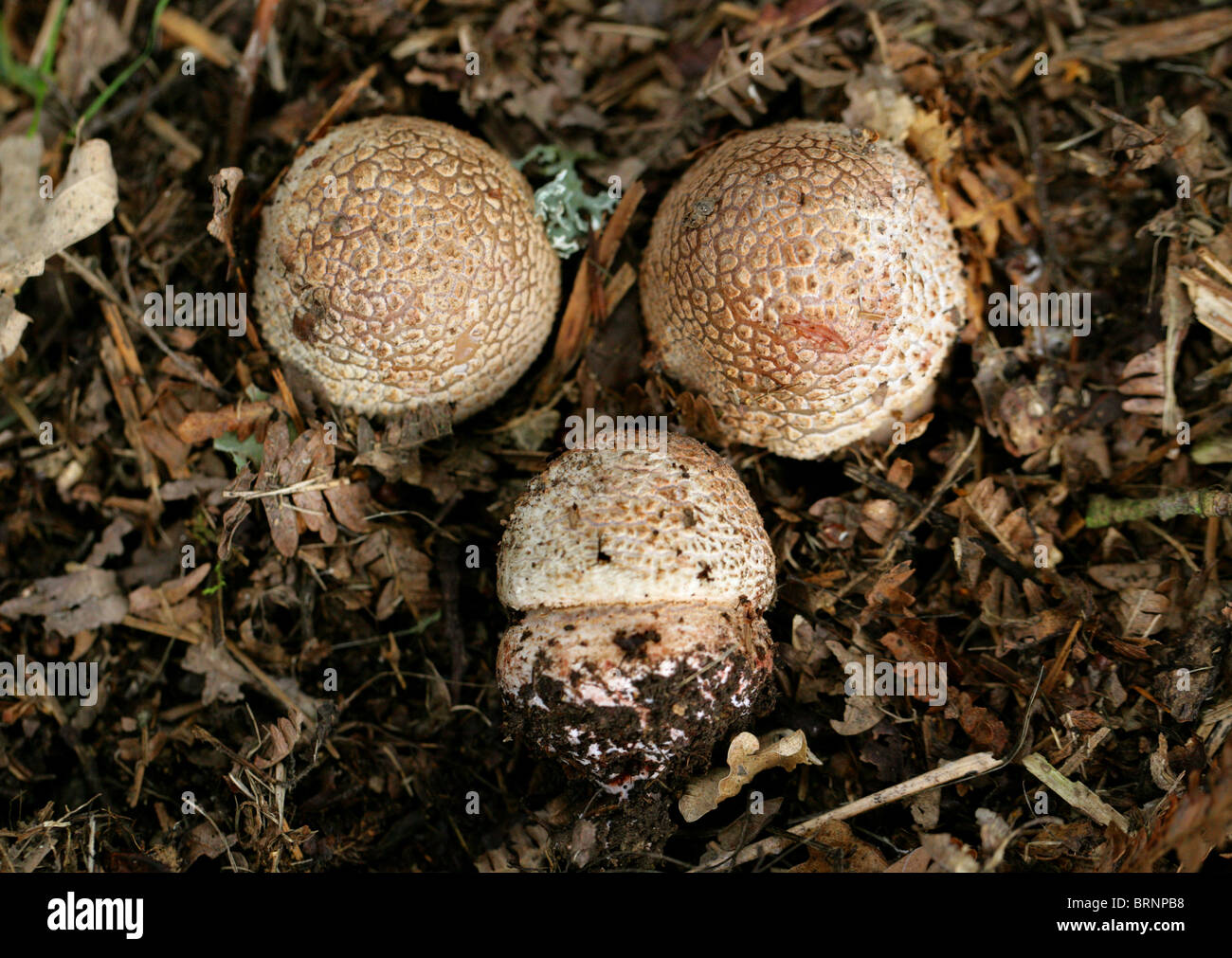 El hongo Blusher, Amanita rubescens, Amanitaceae. Cuando se cuecen comestibles, venenosos raw. Los jóvenes Los hongos. Foto de stock