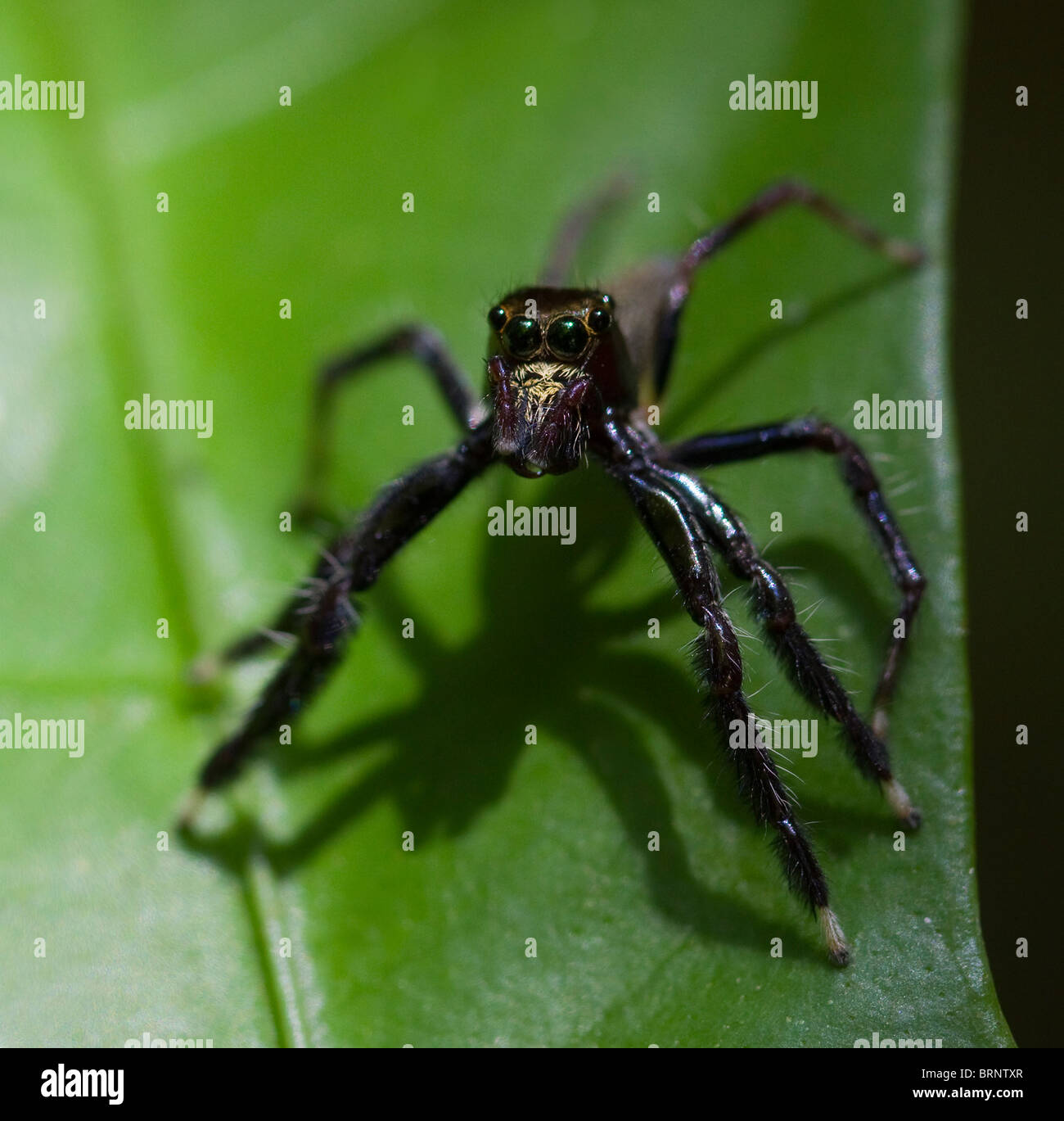 JUMPING SPIDER Salticidae (familia) El Parque Nacional de Khao Sok, en el sur de Tailandia. Foto de stock