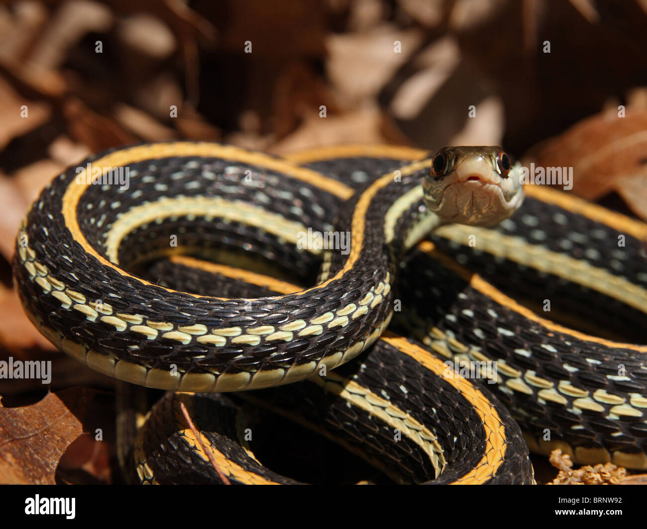La Serpiente (Cinta occidental Thamnophis proximus) Foto de stock