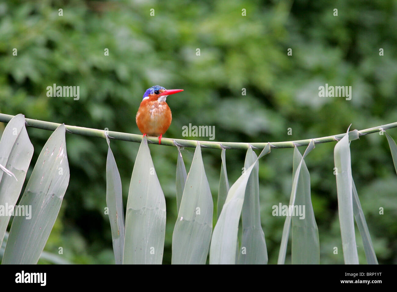 Malachite kingfisher encaramado sobre reed Foto de stock