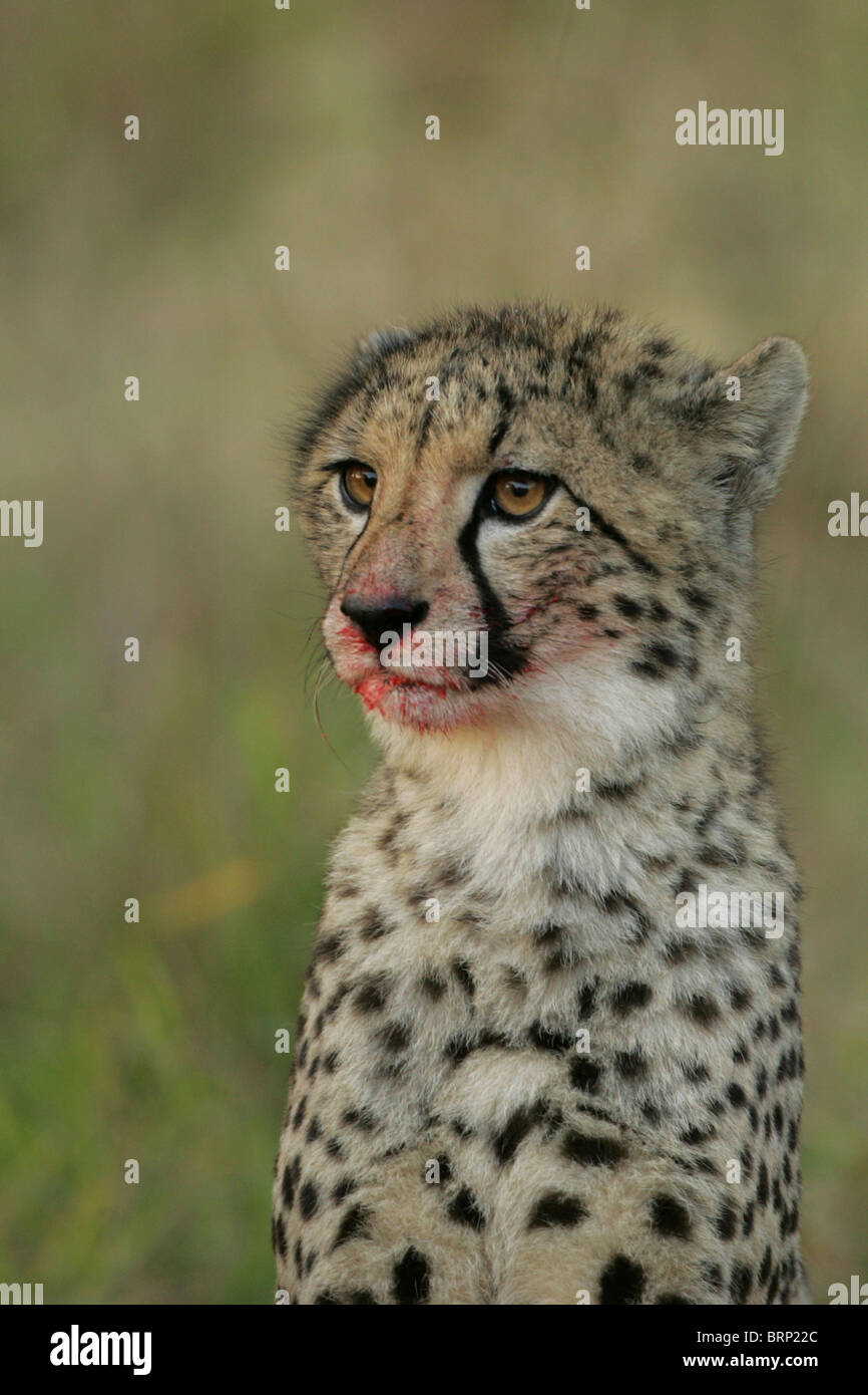 Retrato de un leopardo con un hocico sangriento mira fijamente a la distancia Foto de stock