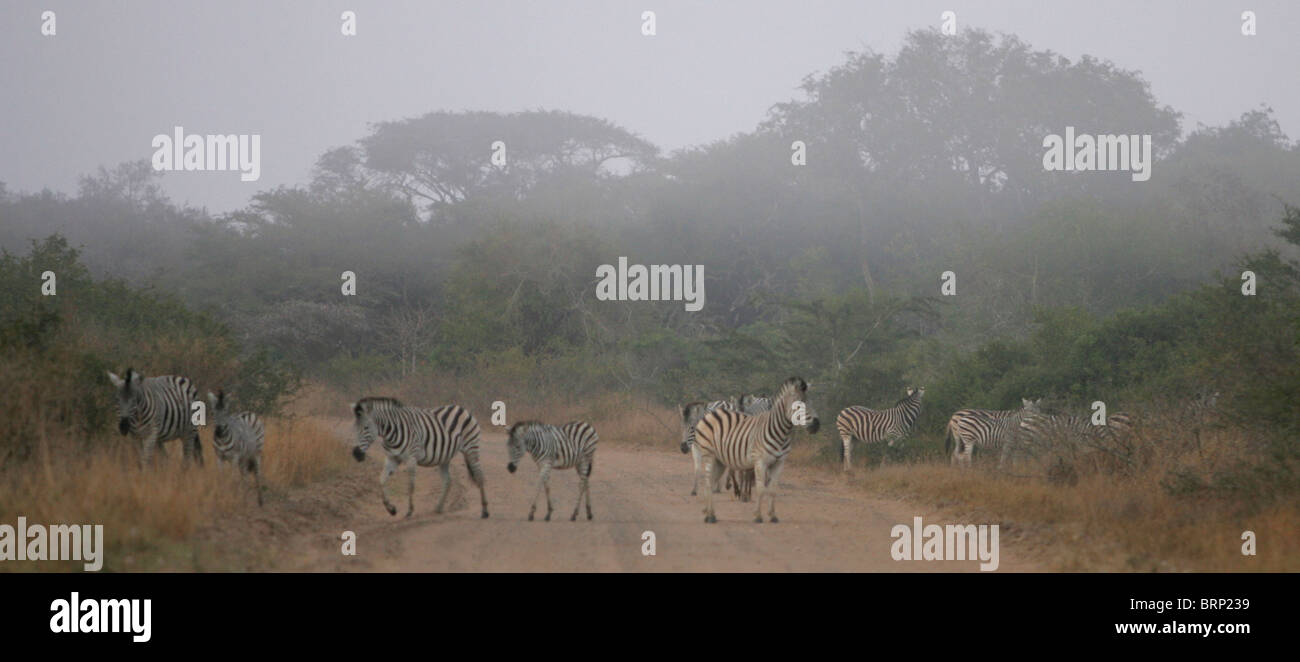 Llanuras Zebra en un día brumoso cruzando una carretera de grava Foto de stock