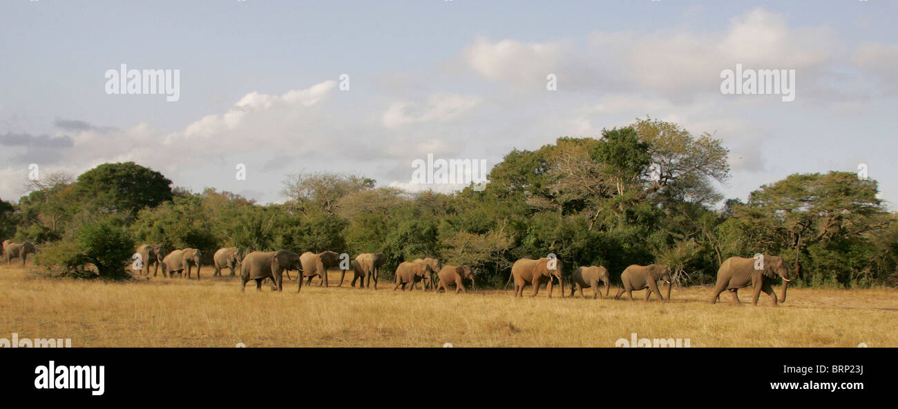 Una vista panorámica de una manada de elefantes africanos caminando en una larga línea a través de la sabana arbolada Foto de stock