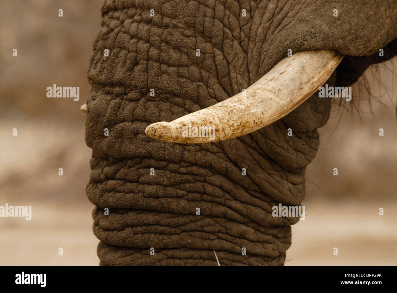 Close-up de colmillo de elefante con muescas bull Foto de stock