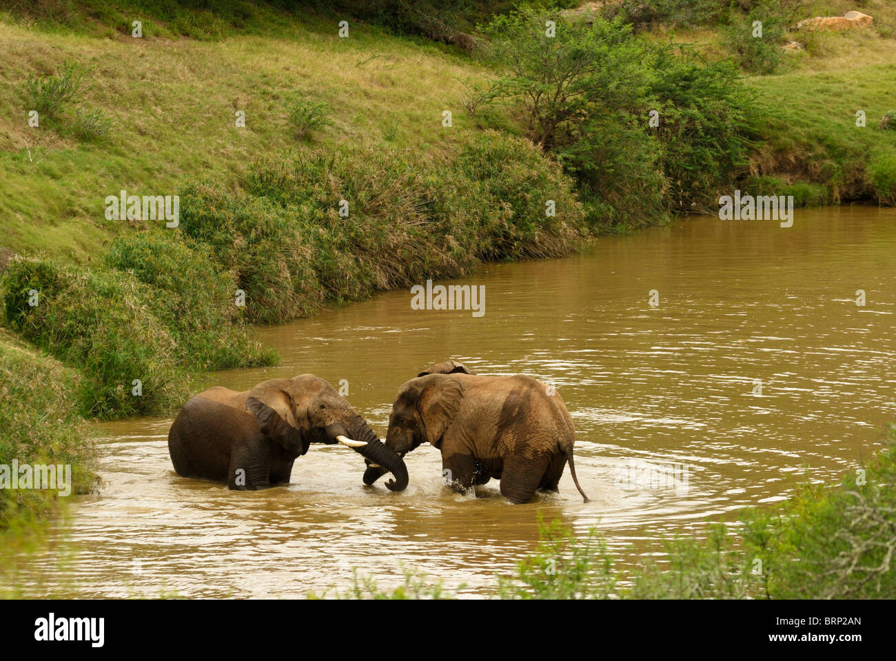 Par de machos elefantes sparring en gran río Fish Foto de stock