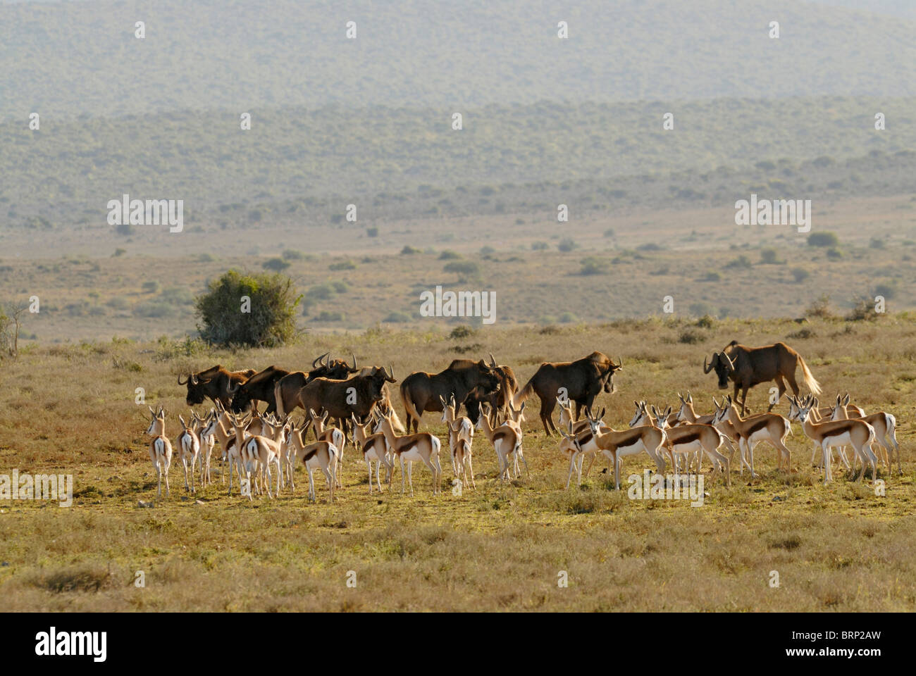 Mixed manada de ñus y springbok negro Foto de stock