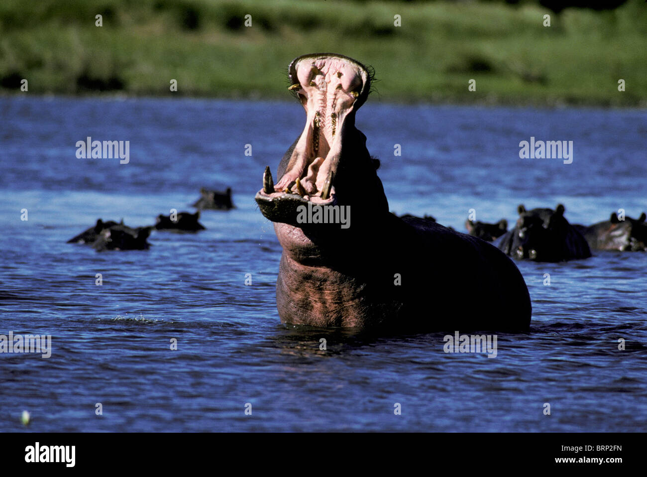 Hipopótamo (Hippopotamus amphibius ) amenaza con pantalla wide open jaw Foto de stock
