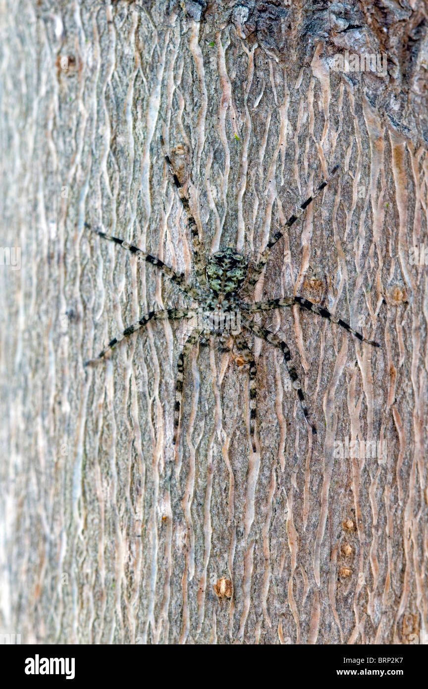 Araña Flattie descansando en el tronco del árbol, mostrando la coloración de camuflaje. Común, especie extendida comúnmente encontrados en casas Foto de stock