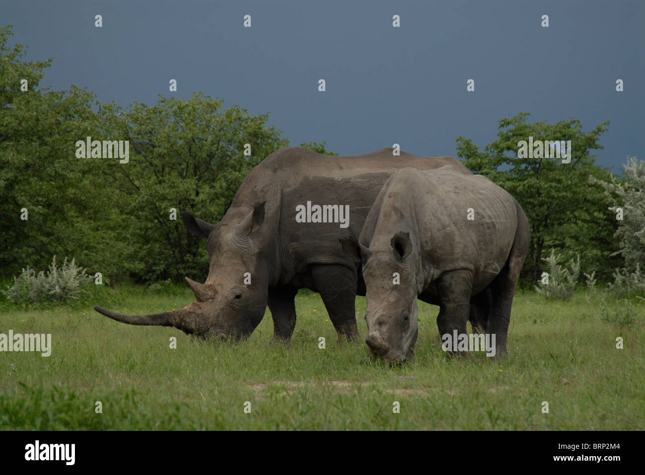 El rinoceronte blanco con cuerno largo de pastoreo y la pantorrilla. Foto de stock