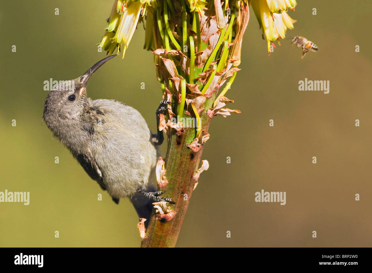 Superior Doble collared Sunbird, alimentándose de néctar Foto de stock